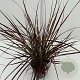 Pennisetum 'Fireworks' GM 2,0L