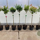 Prunus Gemengd 80 cm stam 10L kroon
