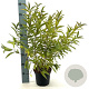 Prunus glandulosa 30-40 cm 3,0L
