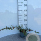 Cotoneaster radicans 'Eichholz' 30-40 cm C1.3