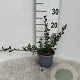 Cotoneaster radicans 'Eichholz' 30-40 cm C1.3