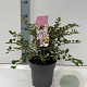 Prunus incisa 'Kojou-no-mai' 25-30 cm 2,0L