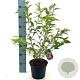 Prunus incisa 'Paean' 30-40 cm 3,0L