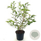 Prunus incisa 'Paean' 30-40 cm 3,0L