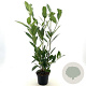 Prunus l. 'Caucasica' 60-65 cm 3,0L