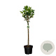 Prunus l. 'Caucasica' 80 cm stam 10L bol