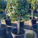 Prunus l. 'Caucasica' 80 cm stam cont. 70L