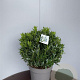 Prunus l. 'Gajo' 45-50 cm 20L bol