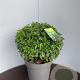 Prunus lusitanica 'Angustifolia' 40-50 cm 15L bol