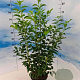 Prunus lusitanica 'Angustifolia' 50-60 cm 5,0L