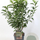 Prunus lusitanica 'Angustifolia' 50-60 cm 5,0L