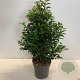 Prunus lusitanica 'Angustifolia' 80-100 cm 12L