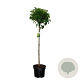 Prunus lusitanica 'Angustifolia' 80 cm stam 10L bol