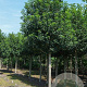 Prunus lusitanica 'Angustifolia' 25-30 HO draadkluit