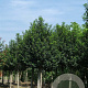 Prunus lusitanica 'Angustifolia' 25-30 HO draadkluit
