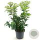 Prunus lusitanica 'Brenelia' 30-40 cm 3,0L