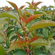 Prunus lusitanica 'Ybrazo01' 12-14 HO draadkluit geveerd