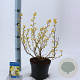 Physocarpus opulif. 'Dart's Gold' 30-40 cm 2,0L