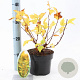 Physocarpus opulif. 'Dart's Gold' 30-40 cm 2,0L