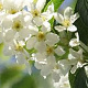 Prunus padus 'Albertii' 6-8 HO draadkluit
