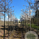 Prunus Royal Flame 10-12 HO draadkluit