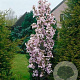 Prunus ser. 'Amanogawa' 10-12 HO 45L geveerd