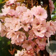 Prunus ser. 'Amanogawa' 10-12 HO 45L geveerd