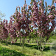 Prunus ser. 'Kanzan' 16-18 HO draadkluit 200 cm stam LEIVORM