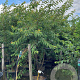 Prunus subh. 'Autumnalis' 200-250 cm 50L