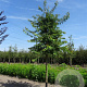 Prunus subh. 'Autumnalis' 20-25 HO draadkluit 250 cm stam