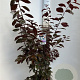 Prunus 'Trailblazer' 100-125 cm P27