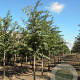 Prunus yedoensis 600-700 cm draadkluit meerstammig