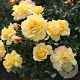 Rosa (T) Candella GM 1.5