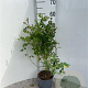 Rosa (o) canina 60-80 cm 2,0L