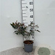 Rosa glauca 30-40 cm 2,0L