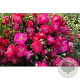 Rosa (H) Riant GM 1.5