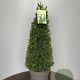 Taxus baccata 75-80 cm 10L kegel