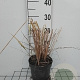 Calamagrostis acut. 'Karl Foerster' GM 2,0L