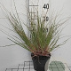 Cortaderia s. 'Pumila' GM 2,0L