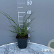 Cortaderia s. 'Pumila' GM 2,0L