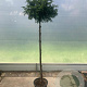 Taxus baccata 160 cm stam 25L bol