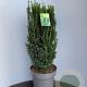 Taxus media 'Hillii' 70-80 cm 15L