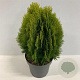 Thuja occ. 'Aurea Nana' 40-60 cm 12L