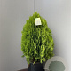 Thuja occ. 'Aurea Nana' 60-70 cm 18L