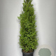 Thuja occ. 'Brabant' 150-160 cm 20L