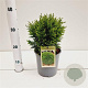 Thuja occ. 'Danica' 20-30 cm 2,5L
