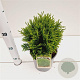 Thuja occ. 'Danica' 20-30 cm 2,5L