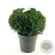 Thuja occ. 'Danica' 30-40 cm 10L