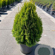 Thuja occ. Golden Smaragd 60-100 cm 12L