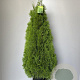Thuja occ. Golden Smaragd 100-110 cm 18L